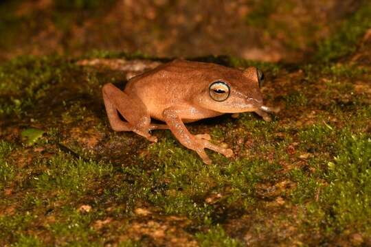 Image of Coorg Yellow Bush Frog