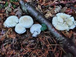 Imagem de Leucopaxillus cutefractus Noordel. 1984