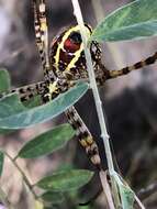 Image of Argiope magnifica L. Koch 1871