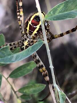 Image de Argiope magnifica L. Koch 1871