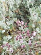 Imagem de Malacothamnus gracilis (Eastw.) Kearney