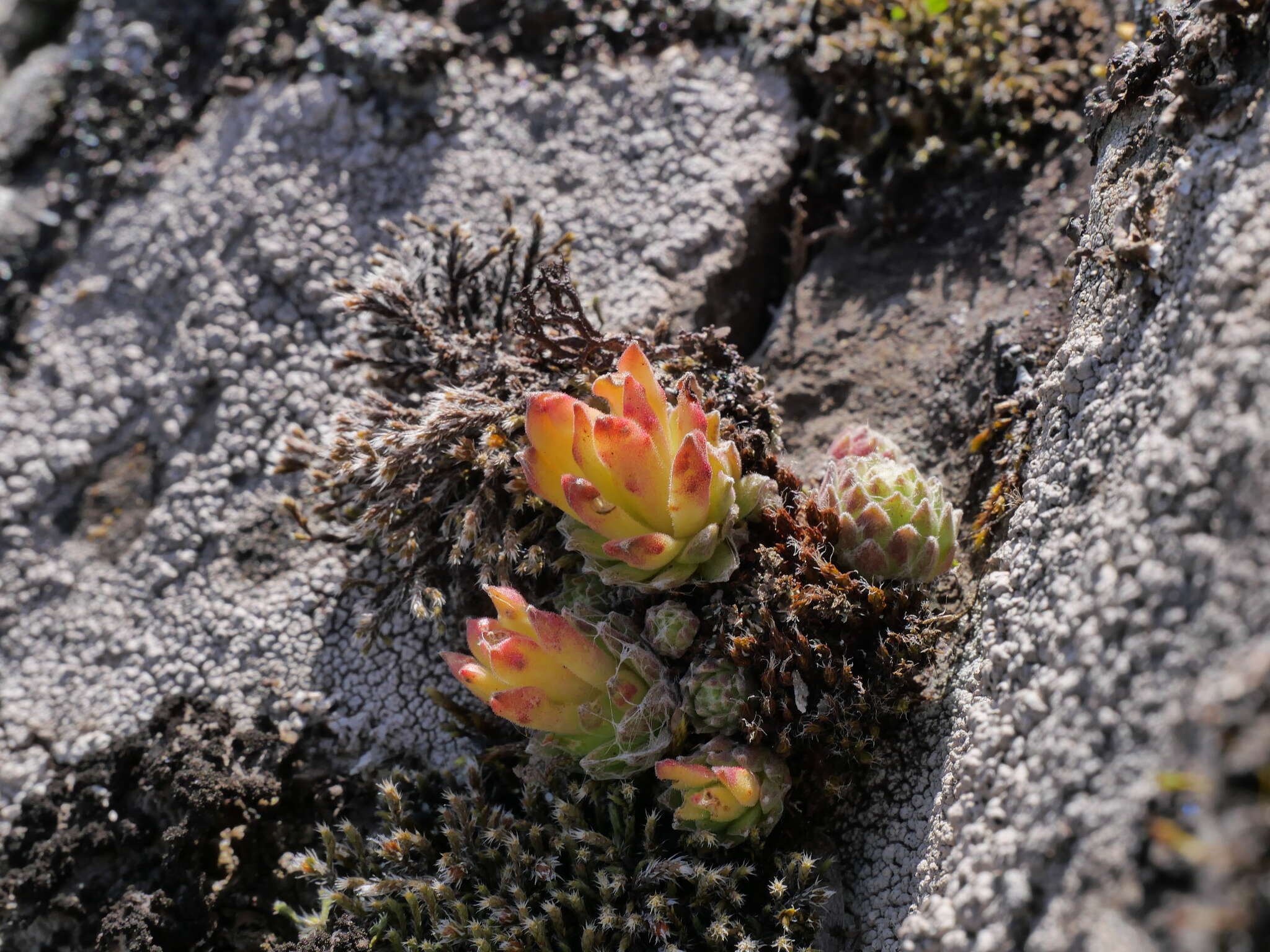 Image de Endophyllum sempervivi (Alb. & Schwein.) de Bary 1863