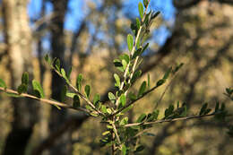 Image de Maerua parvifolia Pax