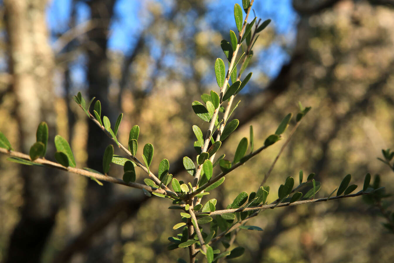 Image of Dwarf bush-cherry