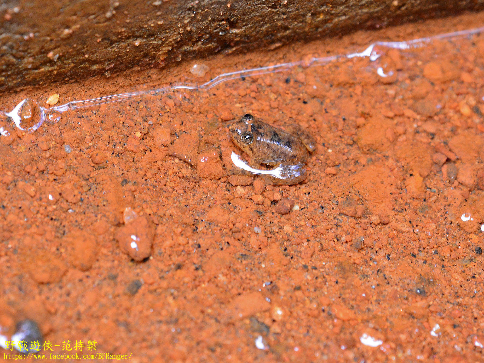 Image of Corrugated water frog