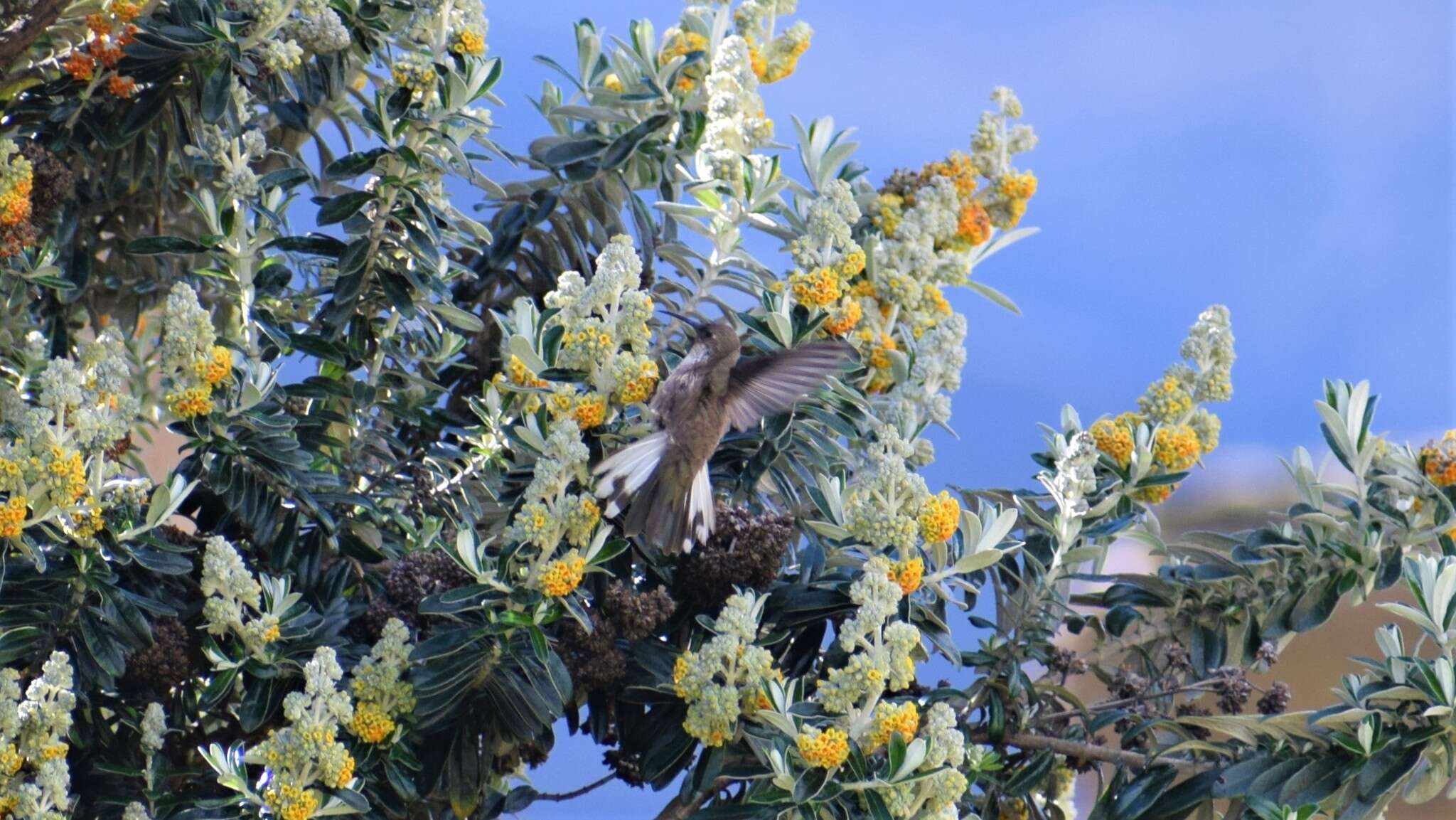 Image of Andean Hillstar