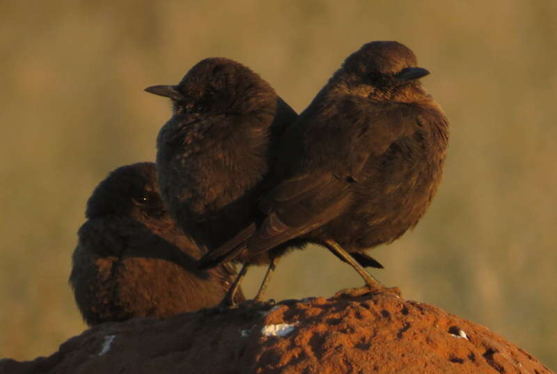 Image of Ant-eating Chat