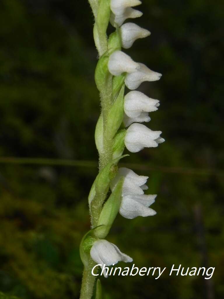 Image of Goodyera nankoensis Fukuy.