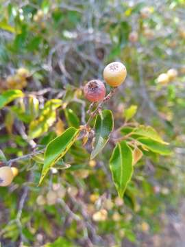 Image of Leptolaena cuspidata Baker