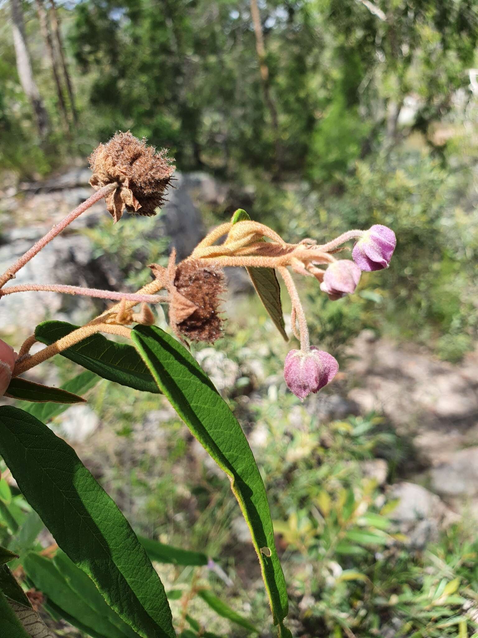 Image of Seringia lanceolata Steetz