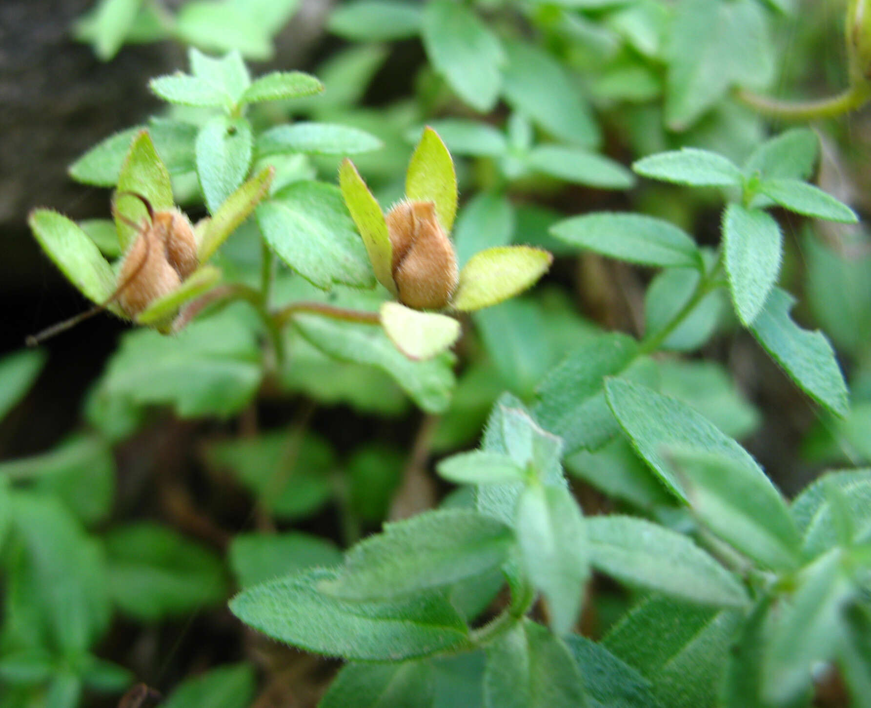 Image of Veronica dagestanica