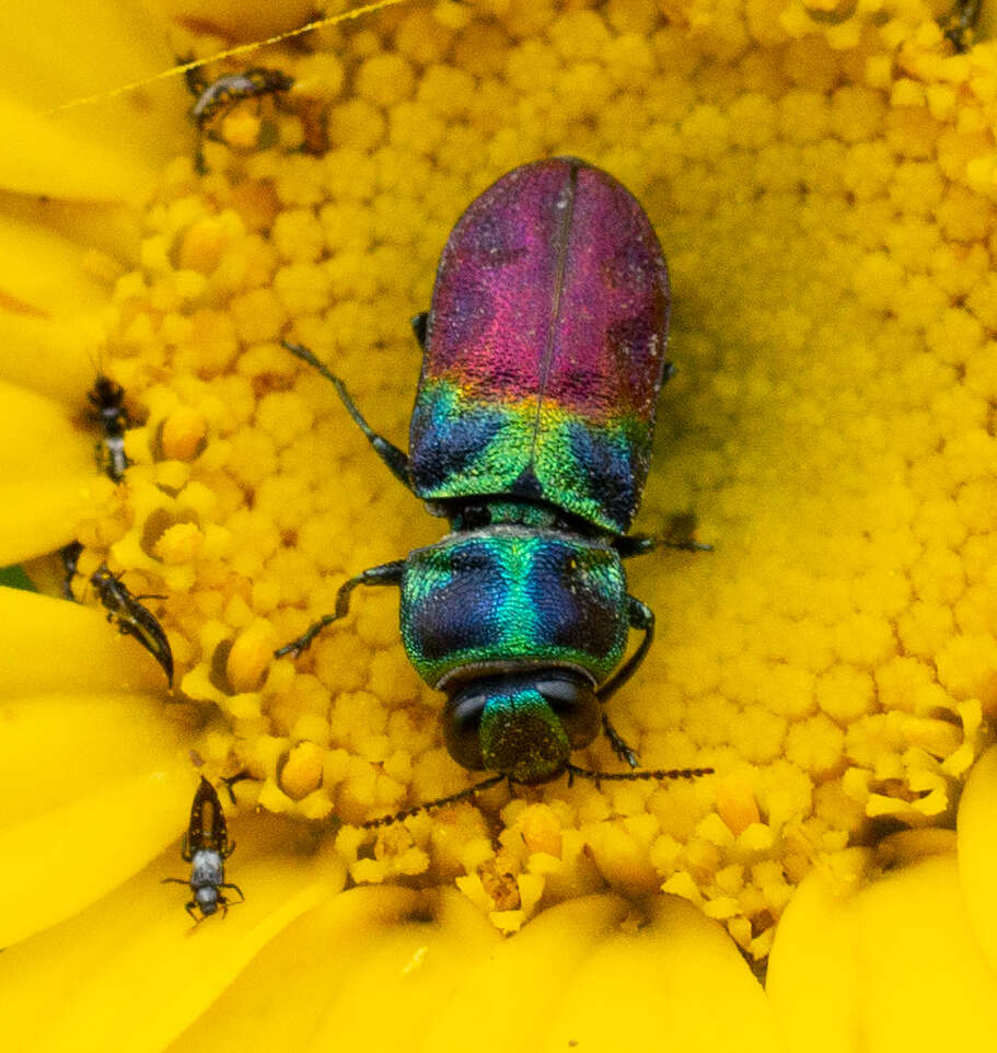 Imagem de Anthaxia dimidiata (Thunberg 1789)