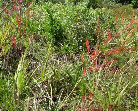 Image of Pitcairnia nuda Baker