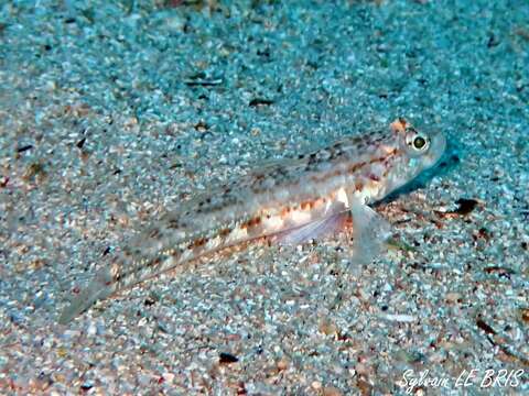 Image of Roule's Goby