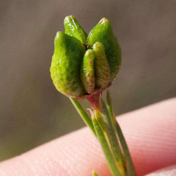 Image of Diosma hirsuta L.