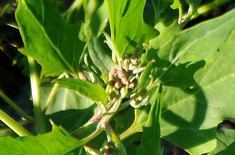 Atriplex nudicaulis Boguslaw的圖片