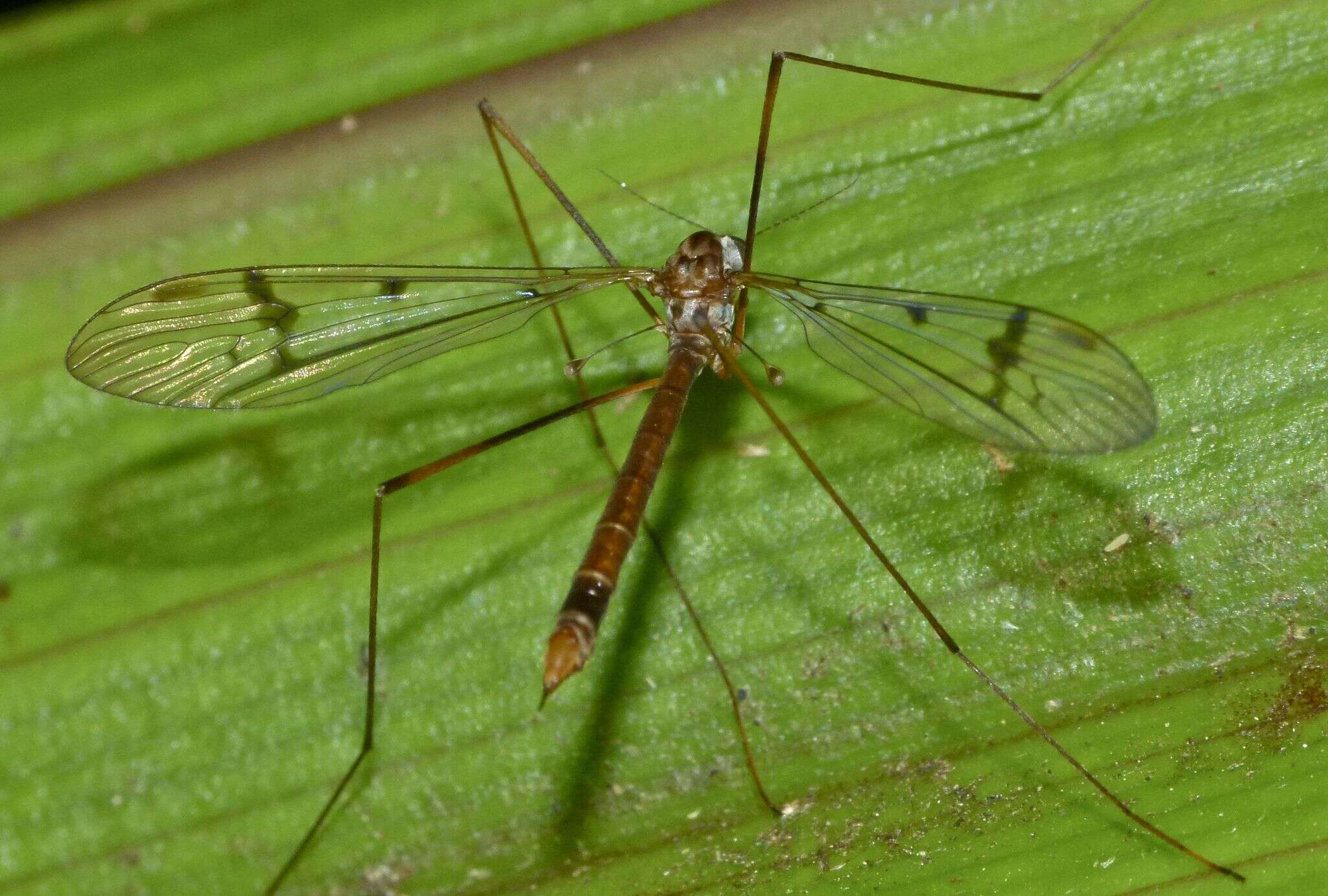 Imagem de Limnophilella serotina (Alexander 1922)