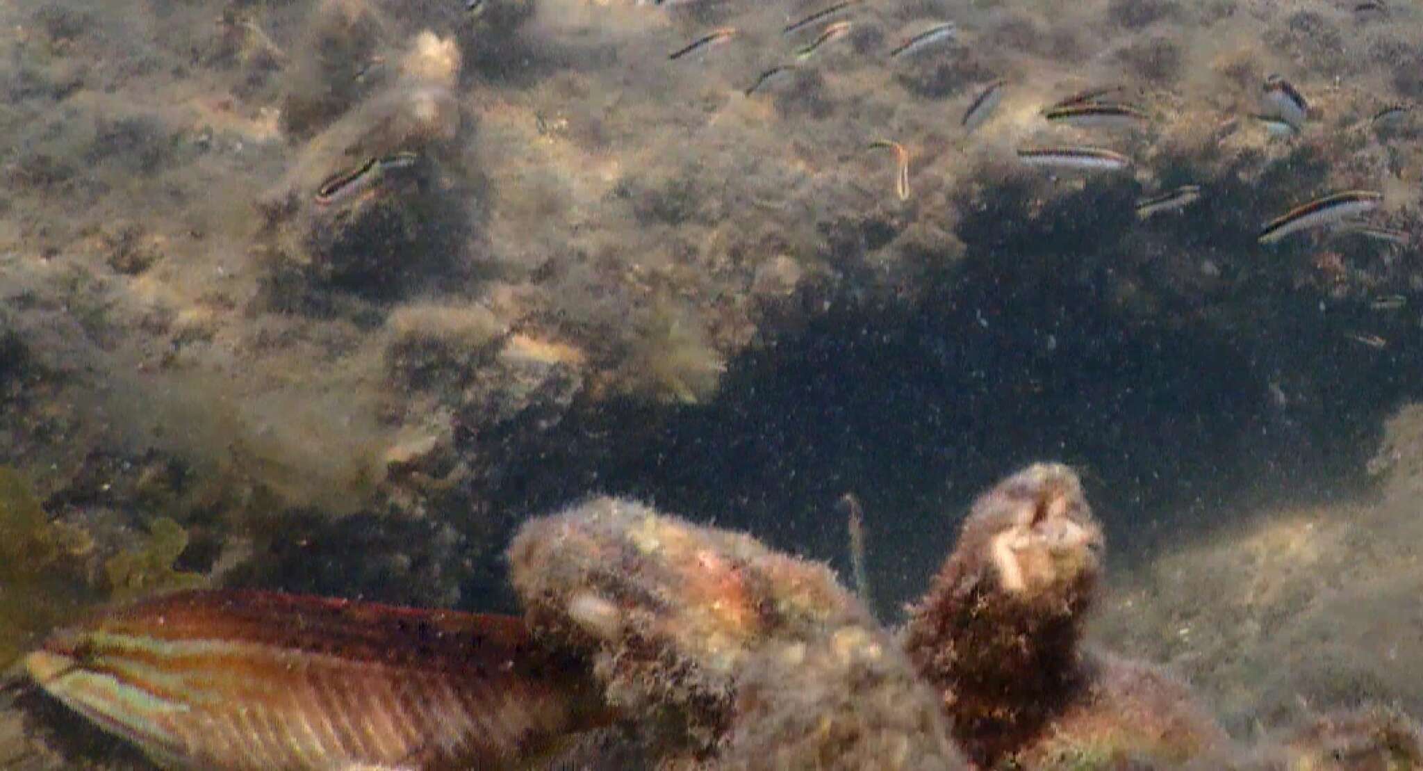 Image of Gunther's wrasse