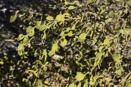 Image of Christmas mistletoe
