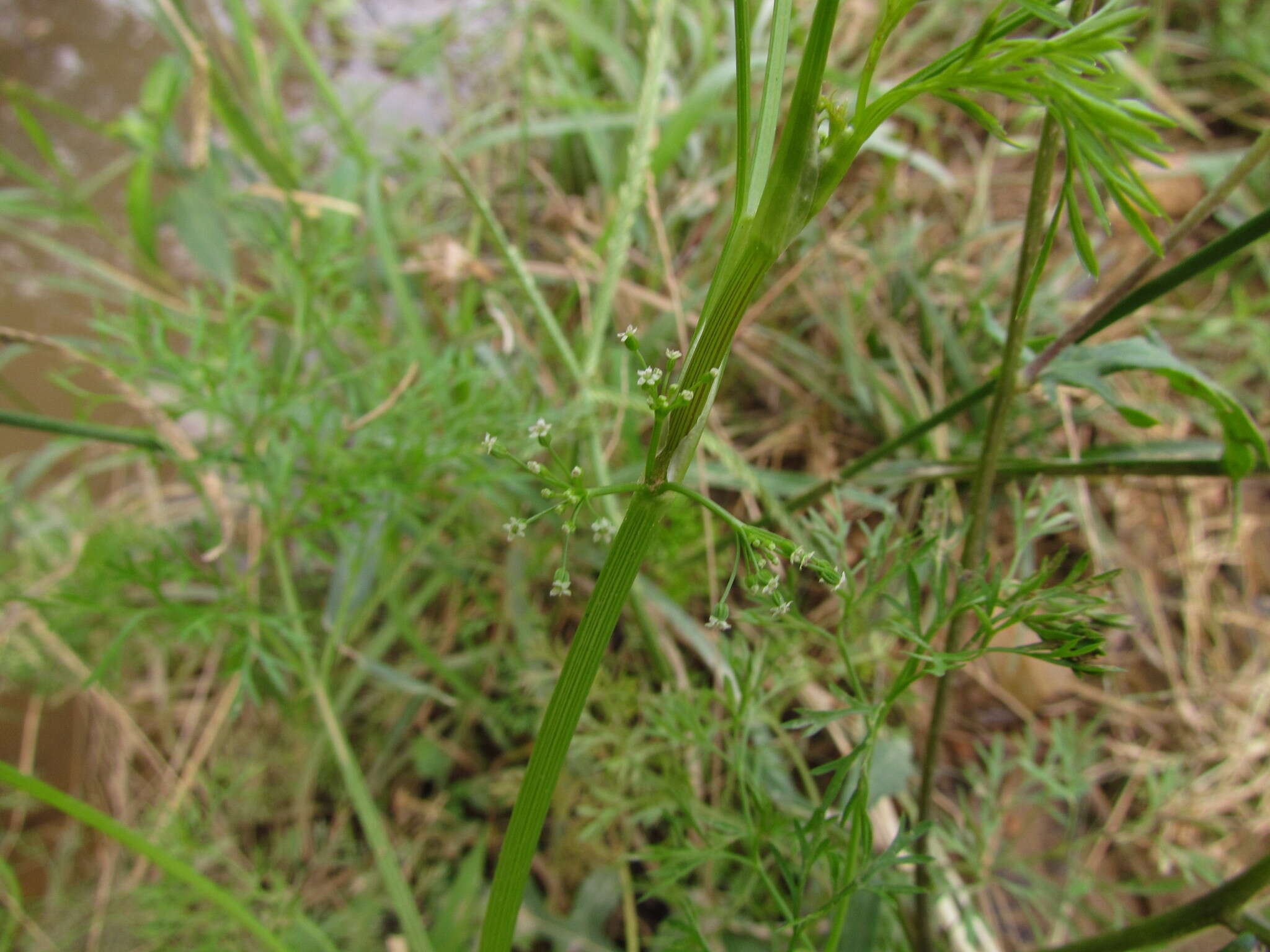 Image of <i>Cyclospermum <i>leptophyllum</i></i> var. leptophyllum