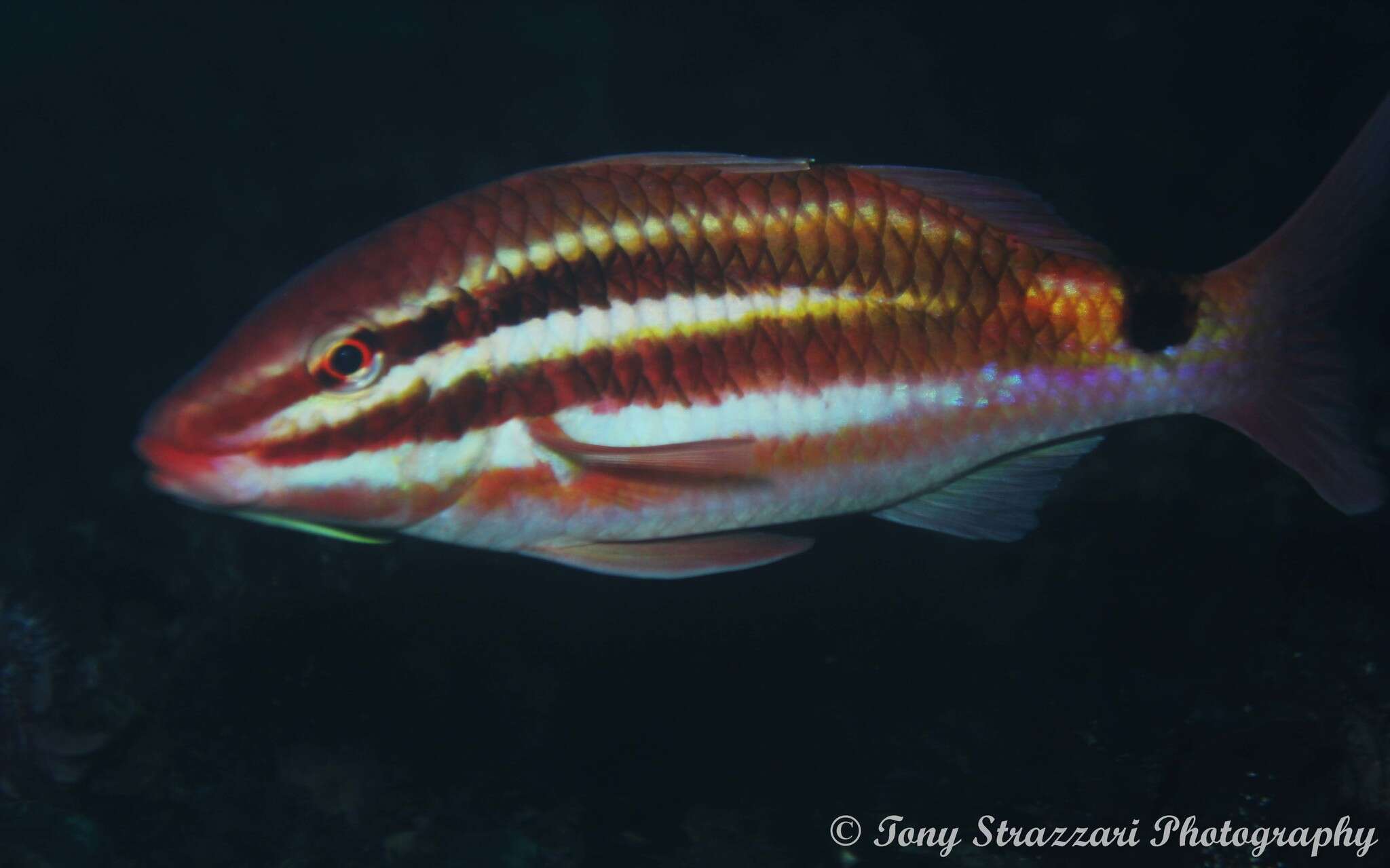 Image of Blackspot goatfish