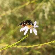 Philanthus ventilabris Fabricius 1798的圖片