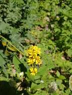 Plancia ëd Solidago virgaurea subsp. caucasica (Kem.-Nath.) Greuter