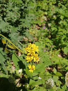 Imagem de Solidago virgaurea subsp. caucasica (Kem.-Nath.) Greuter