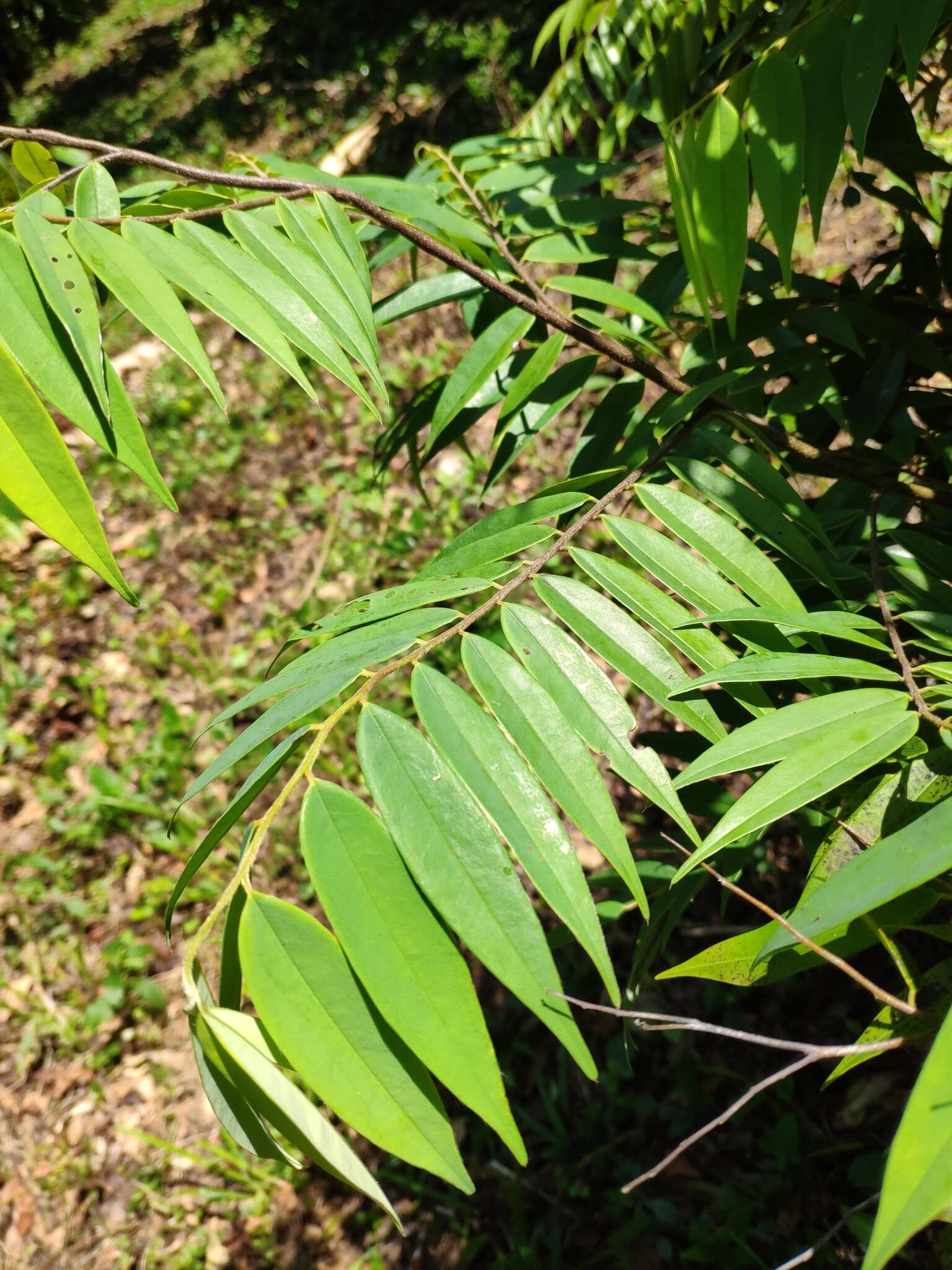 Sivun Xylopia aromatica (Lam.) Mart. kuva