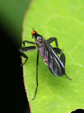 صورة Rhamphomyia longicauda Loew 1861