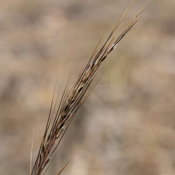 Image of Austrostipa setacea (R. Br.) S. W. L. Jacobs & J. Everett