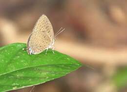 Image of Arhopala pseudomuta Staudinger 1889