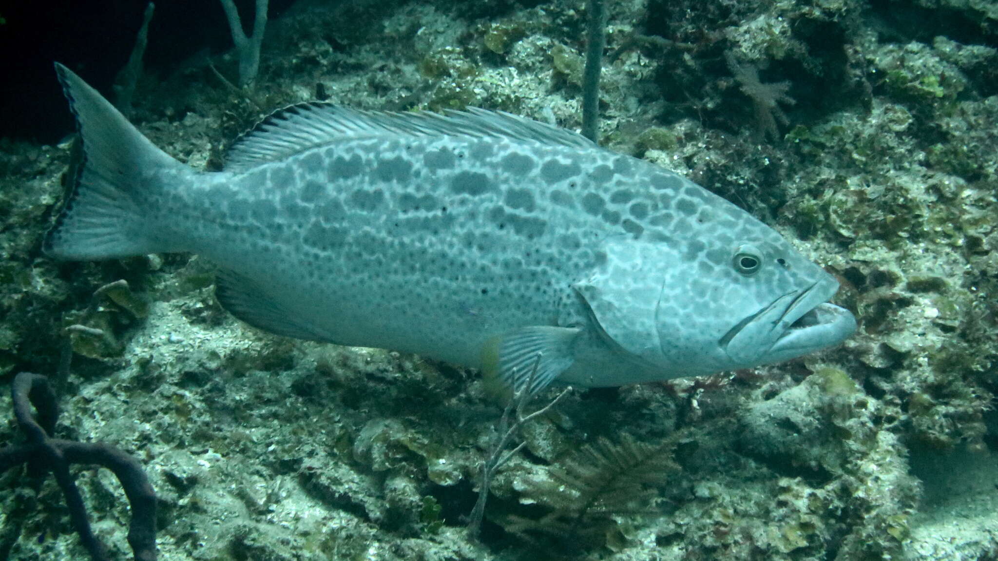 Mycteroperca venenosa (Linnaeus 1758) resmi