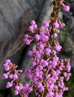 Image of Erica selaginifolia Salisb.