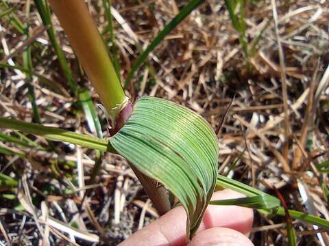 Image of polargrass