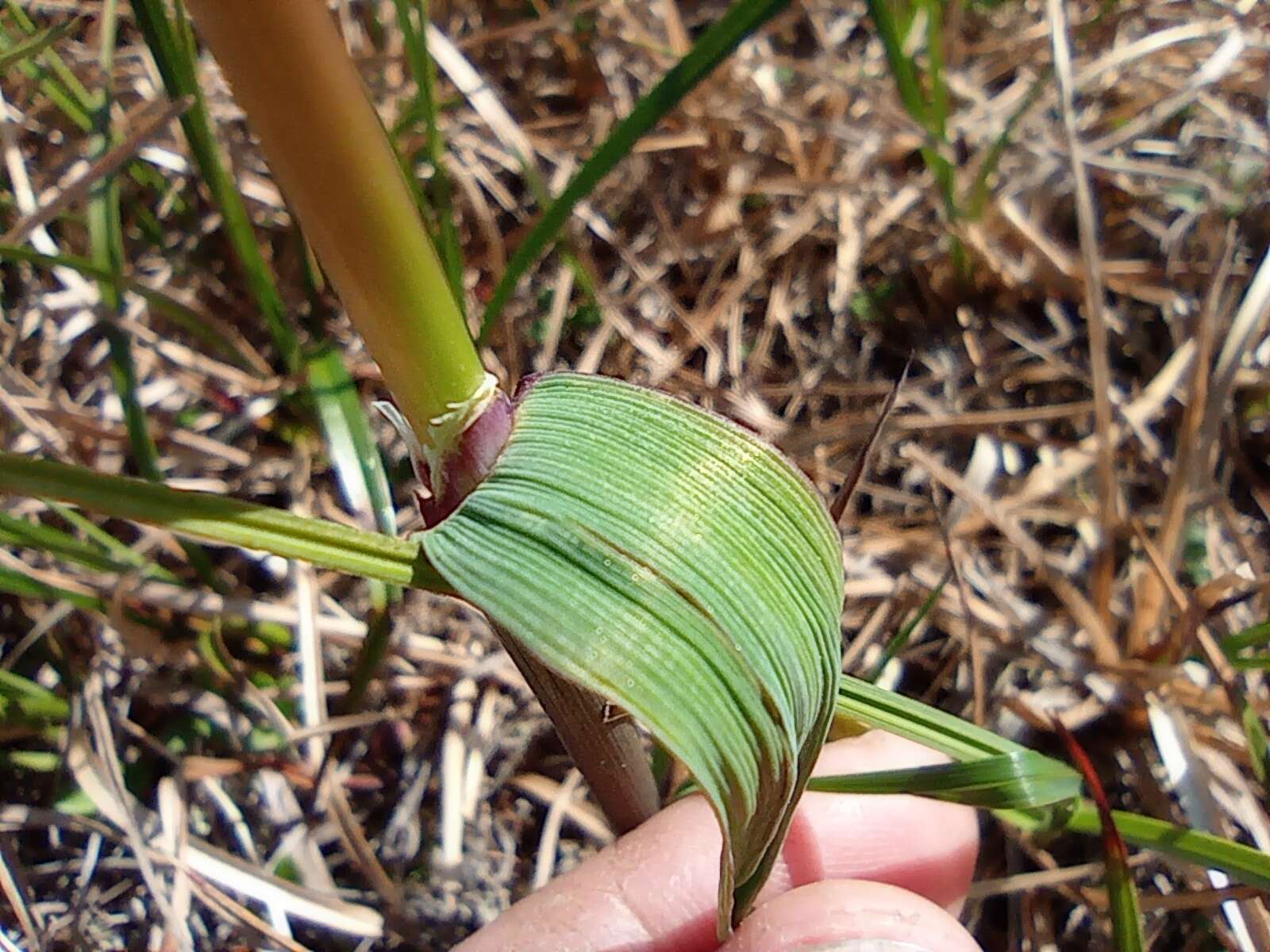 Plancia ëd Arctagrostis