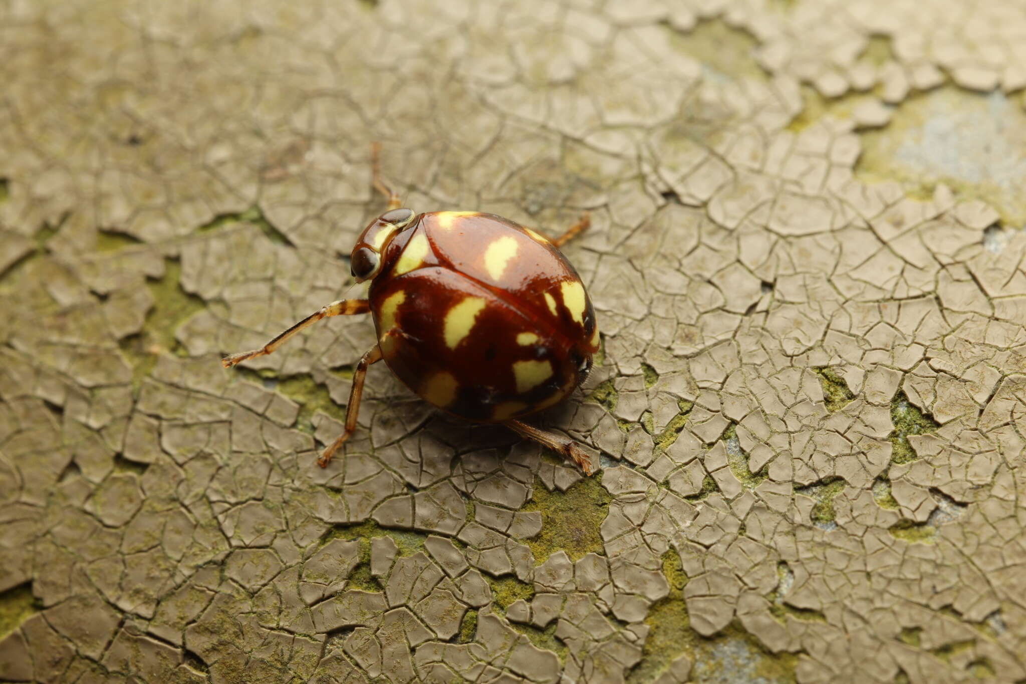 Image of Ceratogergithus pseudotessellatus (Che, Zhang & Wang 2007)