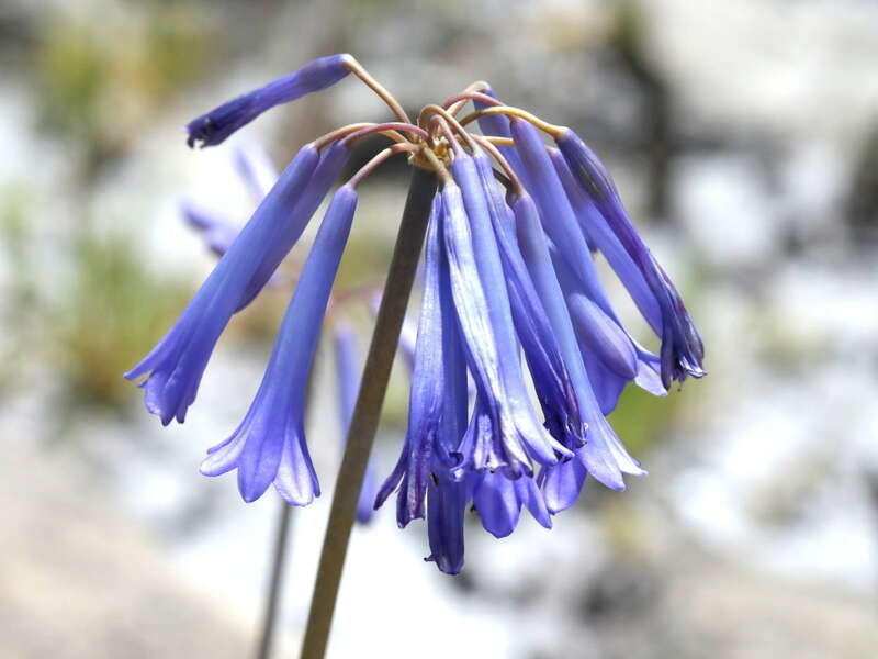 صورة Agapanthus walshii L. Bolus