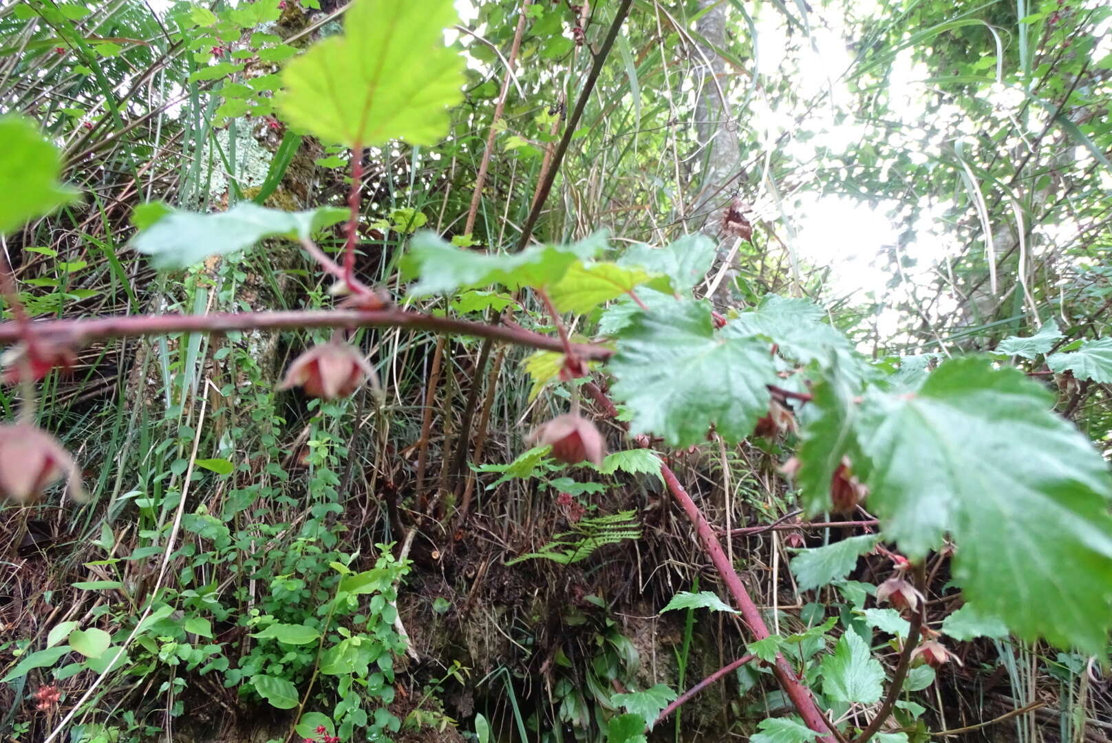 Sivun Rubus taitoensis Hayata kuva