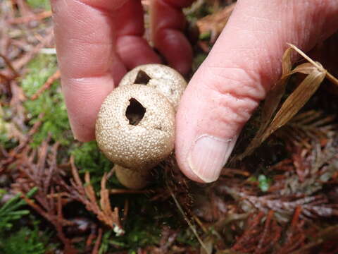 Imagem de Lycoperdon nettyanum Ramsey 1980