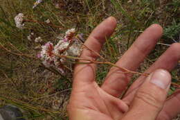 Limonium flexuosum (L.) Kuntze resmi