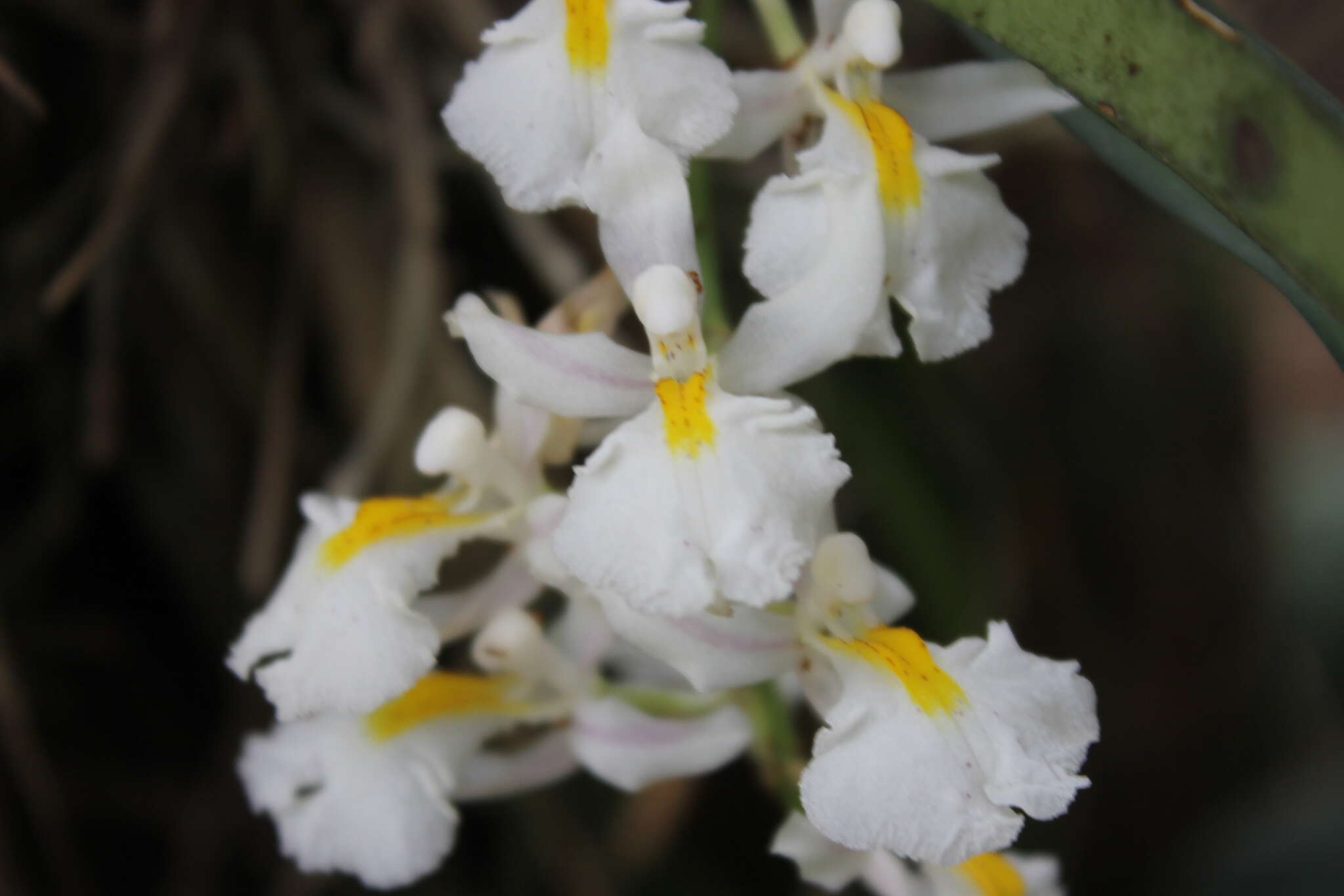 Image of Rodriguezia bracteata (Vell.) Hoehne