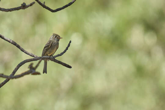 Empidonax affinis (Swainson 1827)的圖片