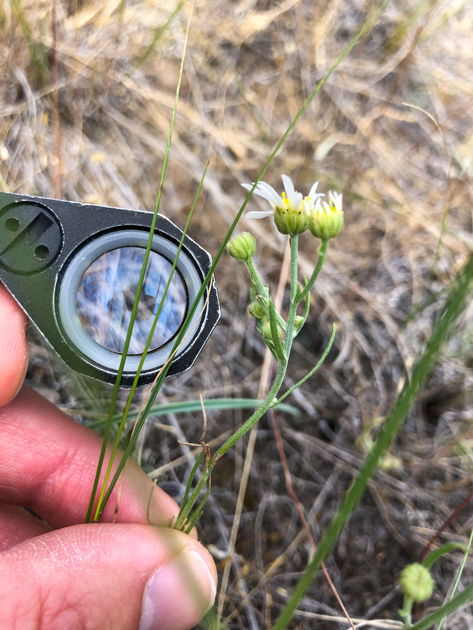 Image of threadleaf fleabane