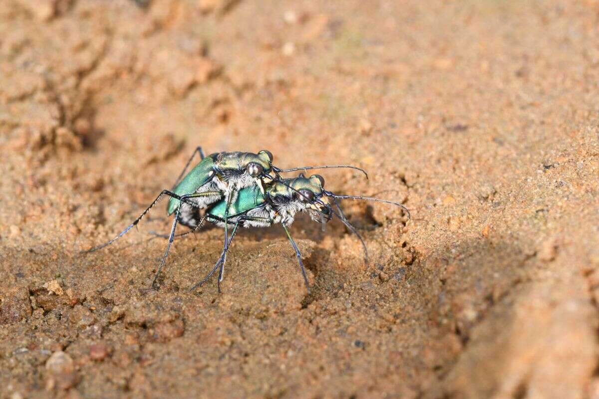 Image of Cicindela (Calomera) chloris Hope 1831