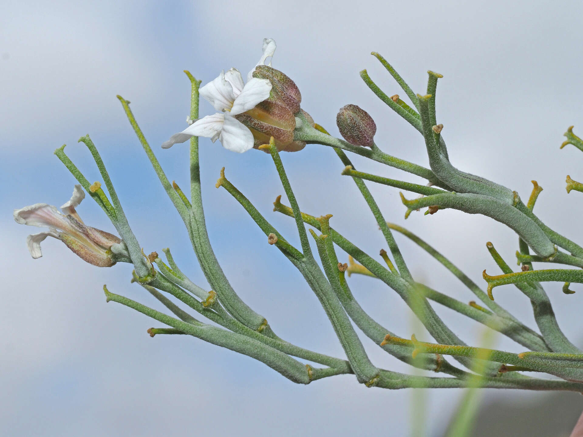 Imagem de Parolinia filifolia G. Kunkel