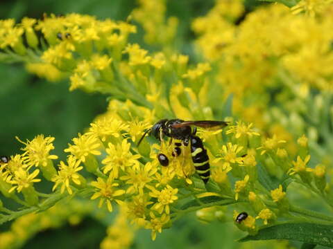 Imagem de Philanthus lepidus Cresson 1865