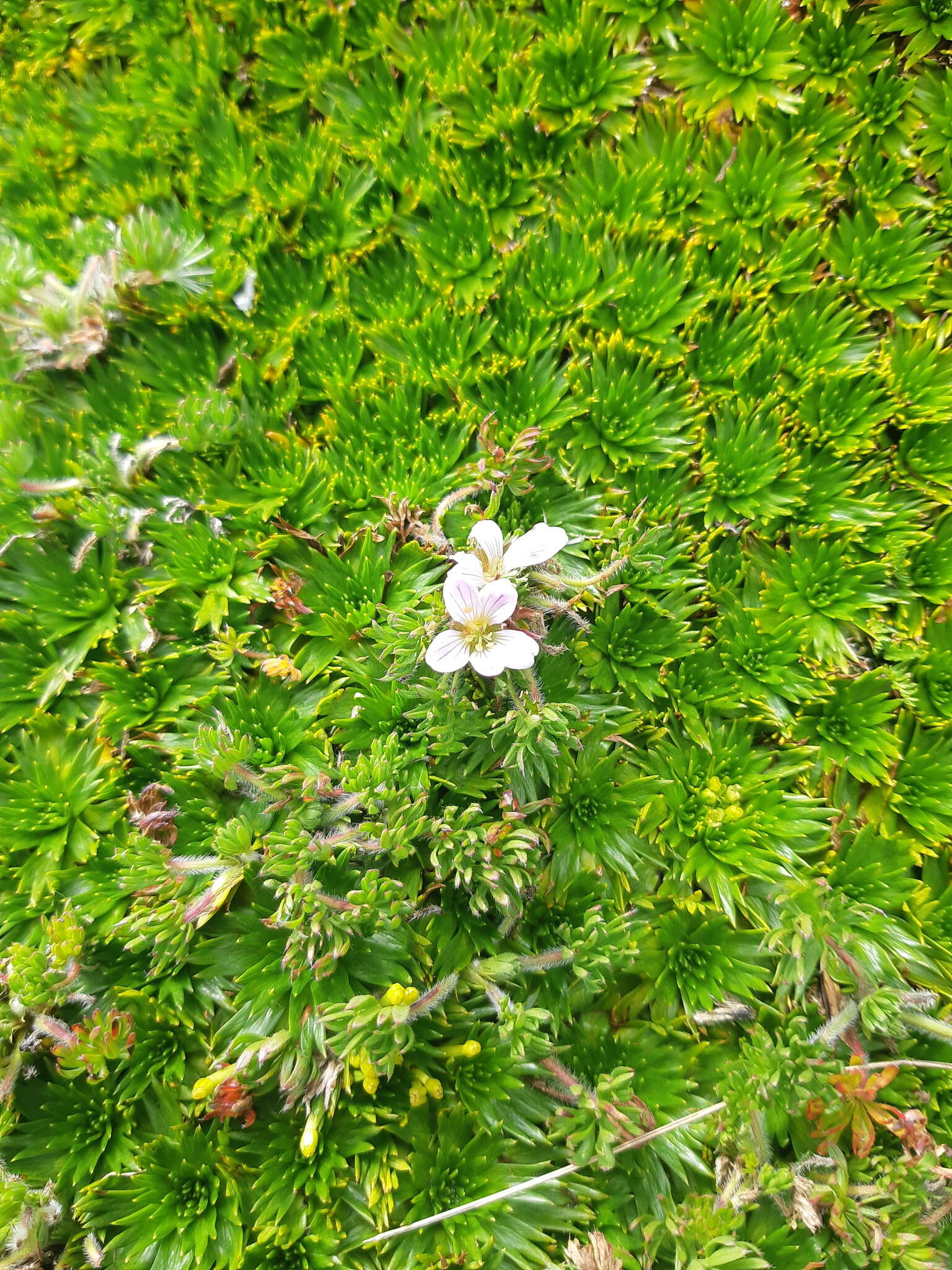 Image of Geranium multipartitum Benth.