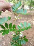 Image of Dalbergia glabra (Mill.) Standl.