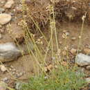 Image of Astragalus kronenburgii B. Fedtsch. ex Kneucker